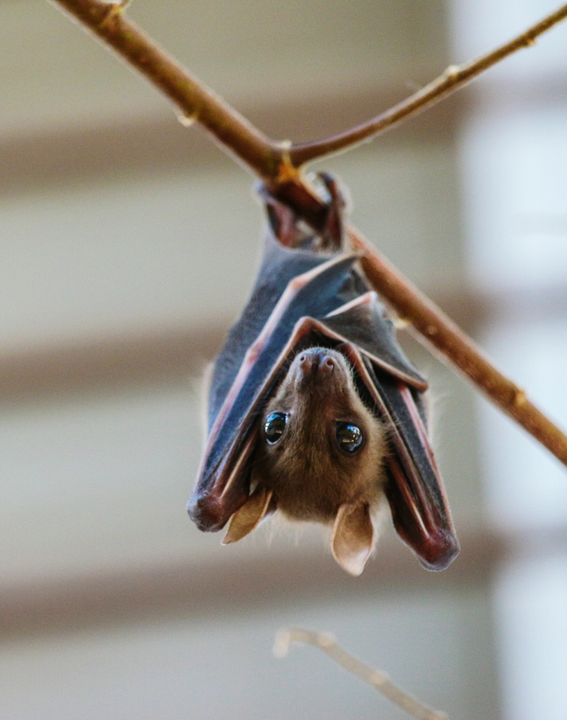 Bat
