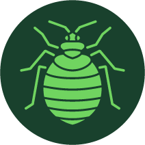 Bed Bug Icon