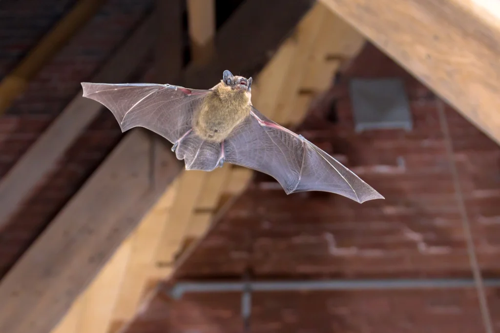 flying bat