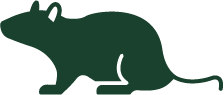 Rat Cutout