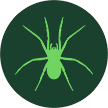 Spider Icon