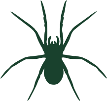 spider cutout