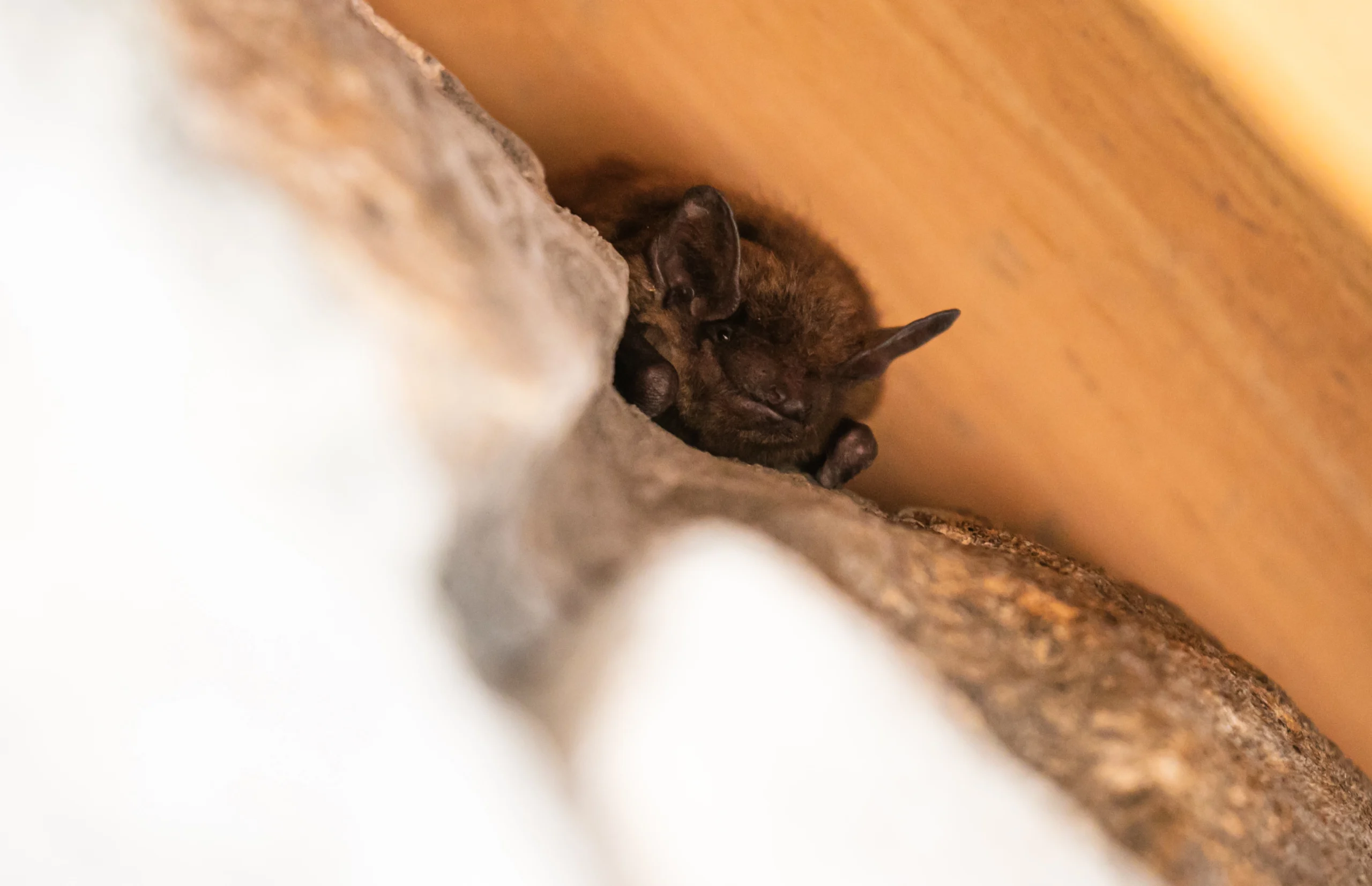 Chill bat