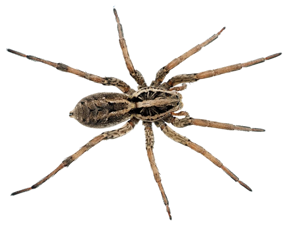 Spider